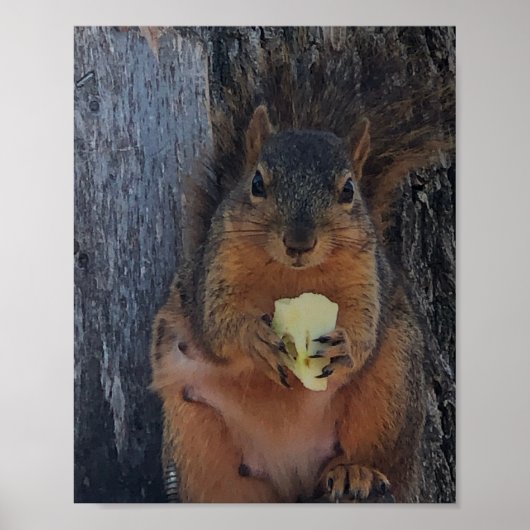 Eichhörnchenplakat Poster (Vorne)