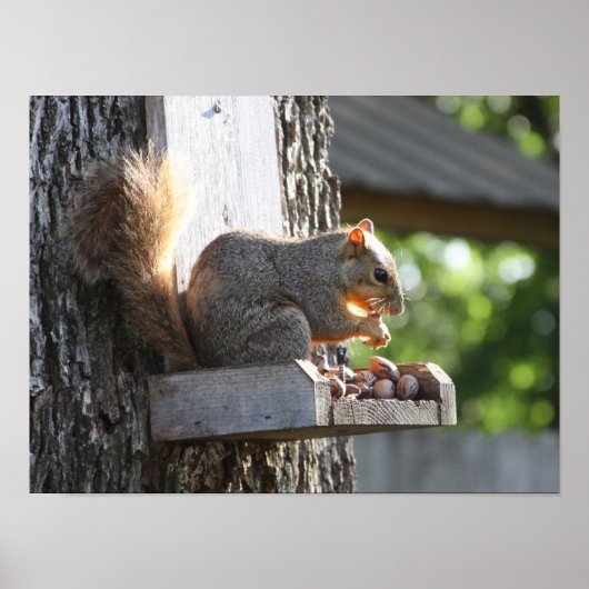 Eichhörnchenplakat Poster (Vorne)