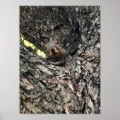 Eichhörnchenplakat Poster (Vorne)
