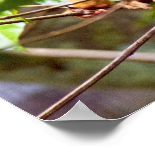 Eichhörnchenplakat Poster (Ecke)