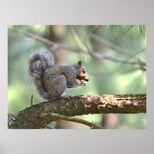 Eichhörnchenplakat Poster (Vorne)
