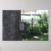 Eichhörnchenplakat Poster (Vorne)