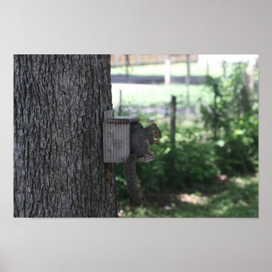 Eichhörnchenplakat Poster (Vorne)