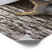 Eichhörnchenplakat Poster (Ecke)