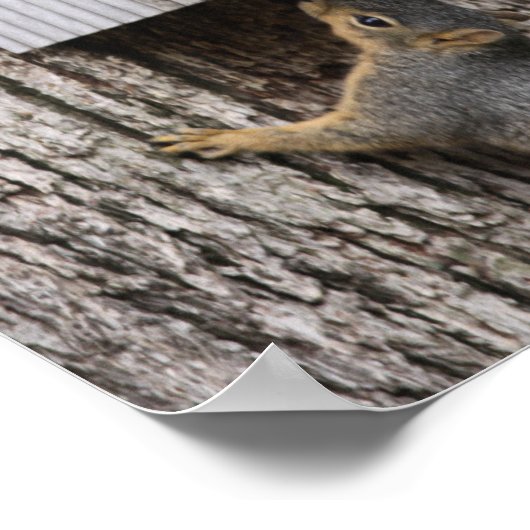 Eichhörnchenplakat Poster (Ecke)