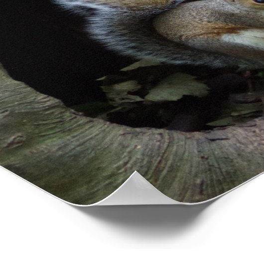 Eichhörnchenplakat Poster (Ecke)