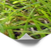 Eichhörnchenportrait Poster (Ecke)