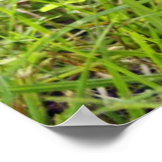 Eichhörnchenportrait Poster (Ecke)