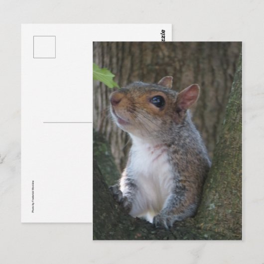 Eichhörnchenportrait Postkarte (Vorne/Hinten)