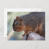 Eichhörnchenpostkarte Postkarte (Vorne/Hinten)