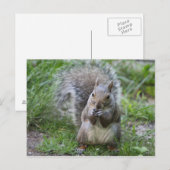 Eichhörnchenpostkarte Postkarte (Vorne/Hinten)