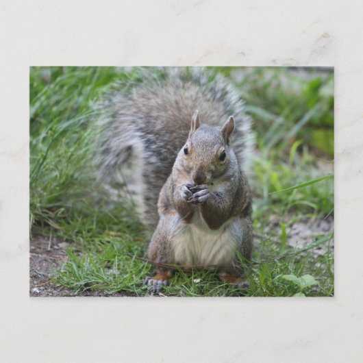 Eichhörnchenpostkarte Postkarte (Vorderseite)