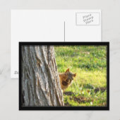 Eichhörnchenpostkarte Postkarte (Vorne/Hinten)