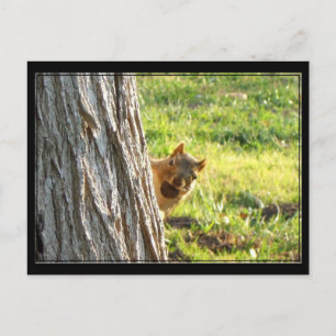 Eichhörnchenpostkarte Postkarte