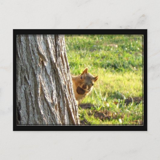 Eichhörnchenpostkarte Postkarte (Vorderseite)