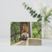 Eichhörnchenpostkarte Postkarte (Stehend Vorderseite)