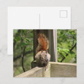 Eichhörnchenpostkarte Postkarte (Vorne/Hinten)