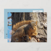 Eichhörnchenpostkarte Postkarte (Vorne/Hinten)