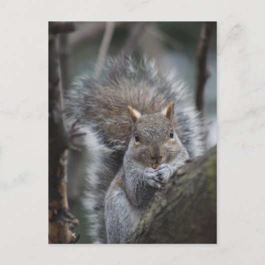 Eichhörnchenpostkarte Postkarte (Vorderseite)