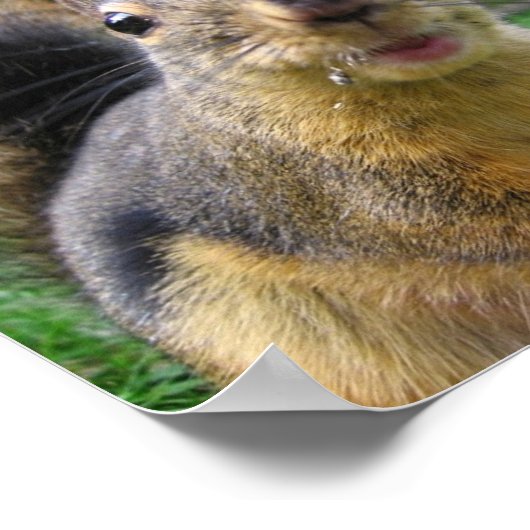 Eichhörnchenschließung Poster (Ecke)