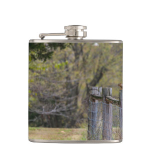 Eichhörnchenzäune Pose Flachmann