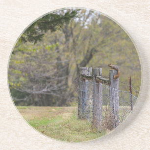 Eichhörnchenzäune Pose Getränkeuntersetzer