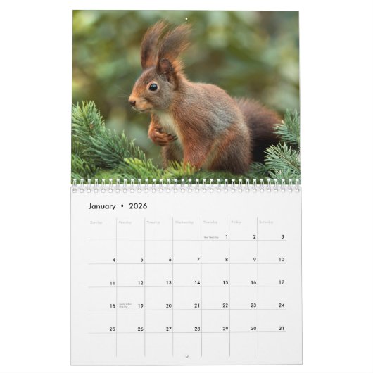 Eichhörne 2024 kalender (Jan 2026)