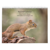 Eichhörne 2026 kalender (Titelbild)