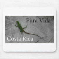 Eidechse auf Steinwand in Costa Rica Pura Vida!