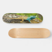 Eidechse Blau-Mit Haube Calotes Mystaceus Skateboard (Horizontal)