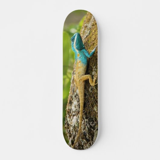 Eidechse Blau-Mit Haube Calotes Mystaceus Skateboard (Vorne)