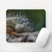 Eidechse, Iguana, Natur Mousepad (Mit Mouse)