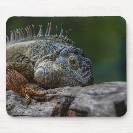 Eidechse, Iguana, Natur Mousepad (Vorne)