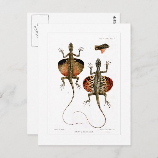 Eidechse Postkarte (Vorne/Hinten)