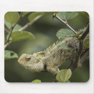 Eidechsen, Eidechsen, Tiere im Orientalischen Gart Mousepad