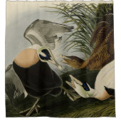 Eider Duck, Common Eider, Audubon Birds of Amerika Duschvorhang (Vorderseite)
