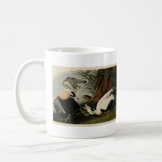 Eider Duck, Common Eider, Audubon Birds of Amerika Kaffeetasse (Links)