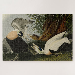 Eider Duck, Common Eider, Audubon Birds of Amerika Puzzle