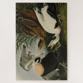 Eider Duck, Common Eider, Audubon Birds of Amerika Puzzle (Vertikal)