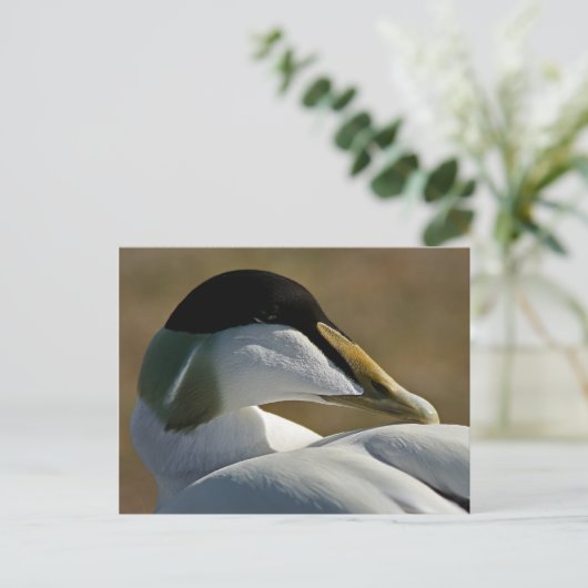 Eiderente Postkarte (Stehend Vorderseite)