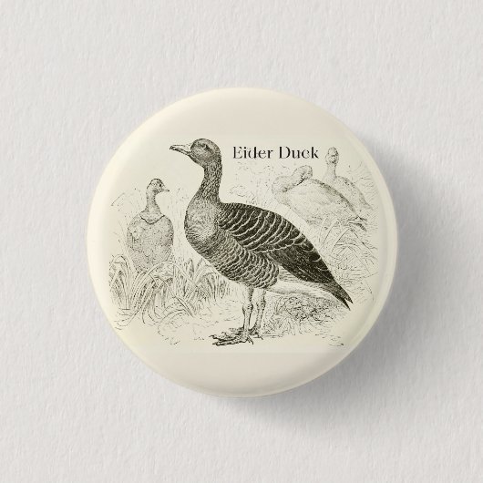 Eiderenten-Knopf Button (Vorderseite)