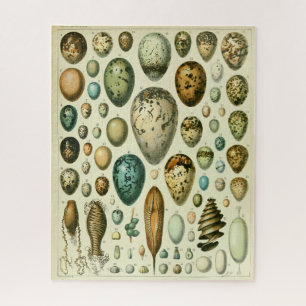 Eier antike Naturgeschichte Illustration Millot Puzzle