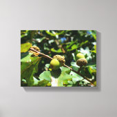 Eier, die auf Eichenbaum wachsen Leinwanddruck (Vorderseite)