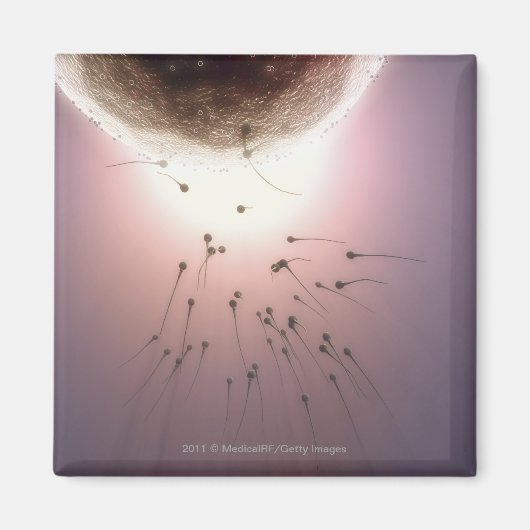 Eier, die durch Spermien befruchtet werden Magnet (Vorne)