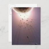 Eier, die durch Spermien befruchtet werden Postkarte (Vorne/Hinten)