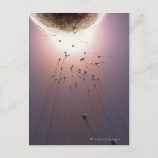 Eier, die durch Spermien befruchtet werden Postkarte (Vorderseite)