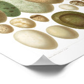 Eier europäischer Vögel, Vintage Poster der 1800er (Ecke)