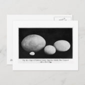 Eier gefechteter Riesen Kunst Postkarte (Vorne/Hinten)