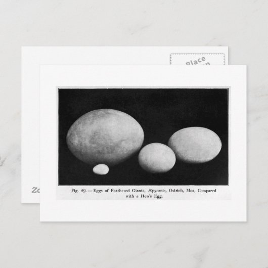 Eier gefechteter Riesen Kunst Postkarte (Vorne/Hinten)