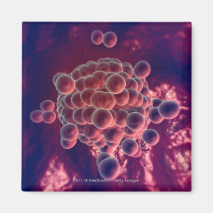 Eier in einem Ovum Magnet